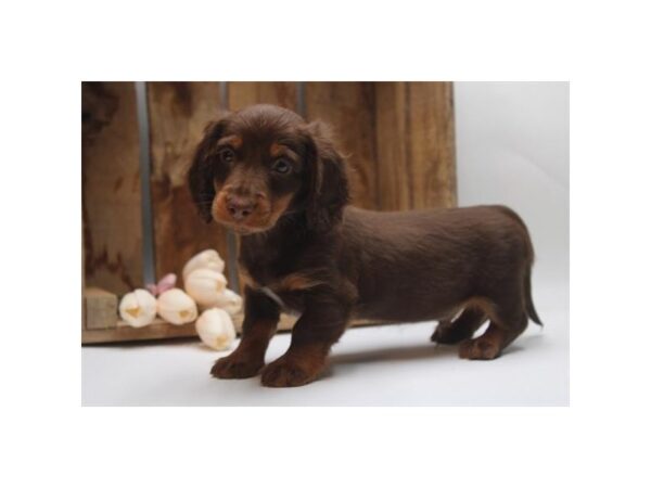 [#3792] Chocolate / Tan Male Dachshund Puppies For Sale