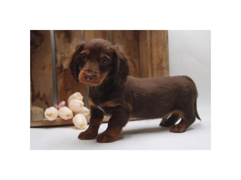 Dachshund - 3792 Image #1