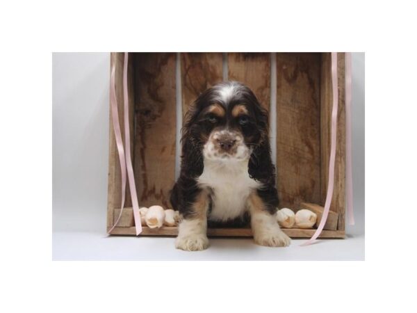 [#3793] Chocolate, Tan, & White Male Cocker Spaniel Puppies For Sale