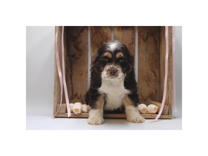 Cocker Spaniel - 3793 Image #1