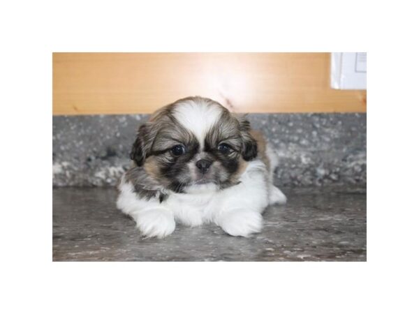 [#3794] Brindle / White Male Pekingese Puppies For Sale