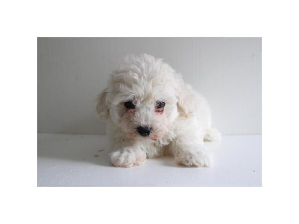 [#3795] White Female Coton De Tulear Puppies For Sale
