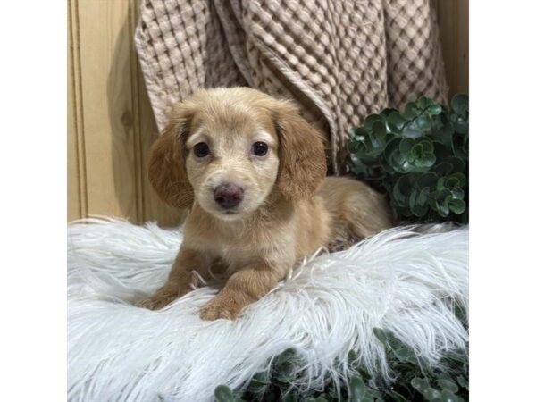 [#3796] Red / Cream Female Dachshund Puppies For Sale
