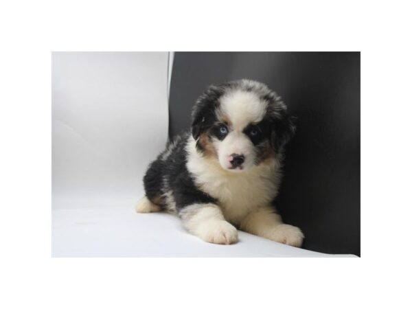 [#3797] Blue Merle Male Miniature American Shepherd Puppies For Sale