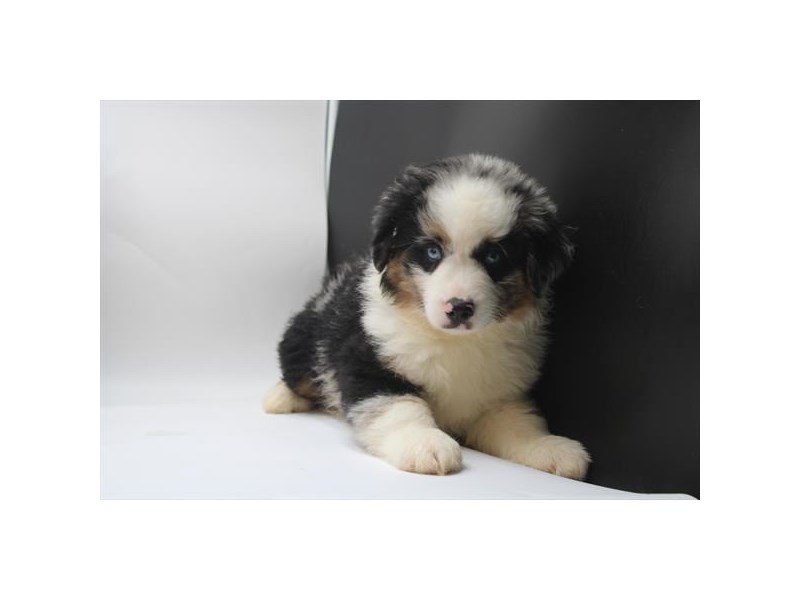 Miniature American Shepherd - 3797 Image #1