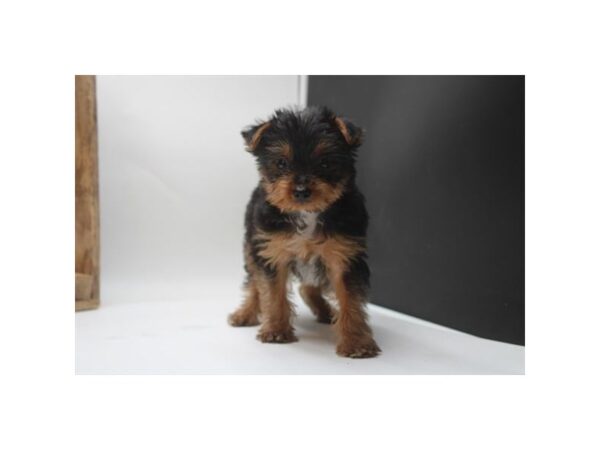 [#3798] Black / Tan Male Yorkshire Terrier Puppies For Sale
