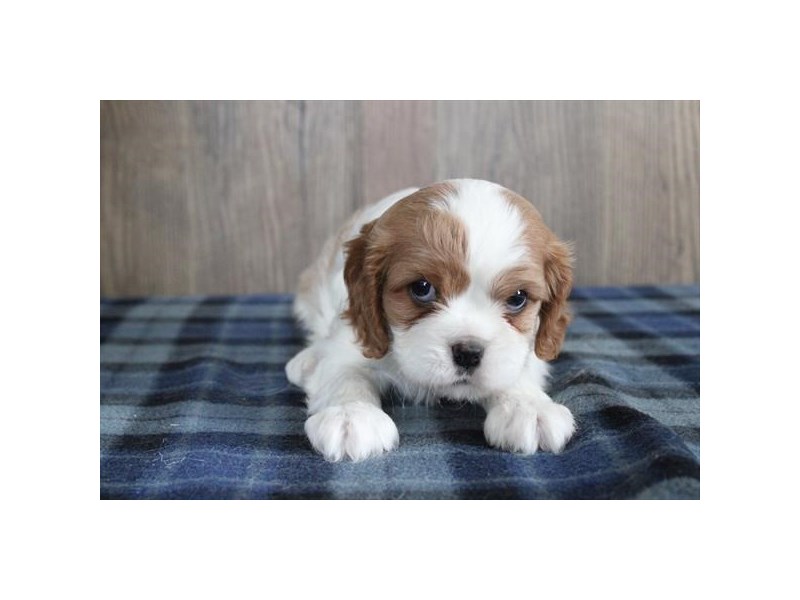 Cavalier King Charles Spaniel - 3799 Image #1